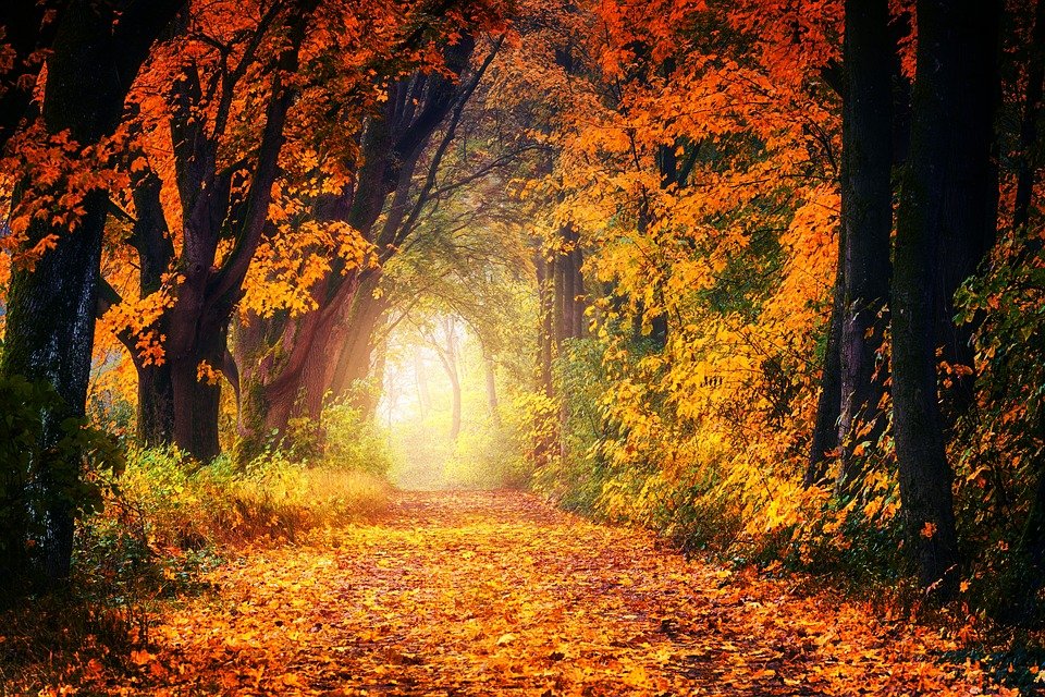 autumn-3186876_960_720 Linda Yetman, RN